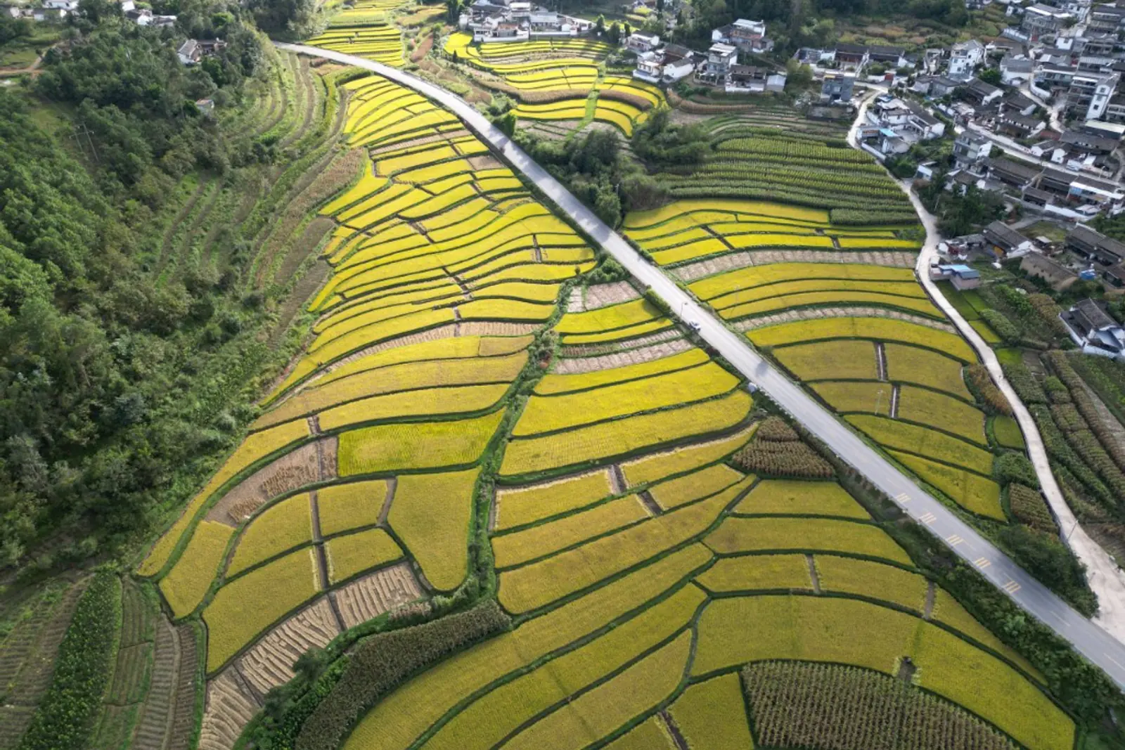 Winding road through golden terraces on the autumn motorcycle route