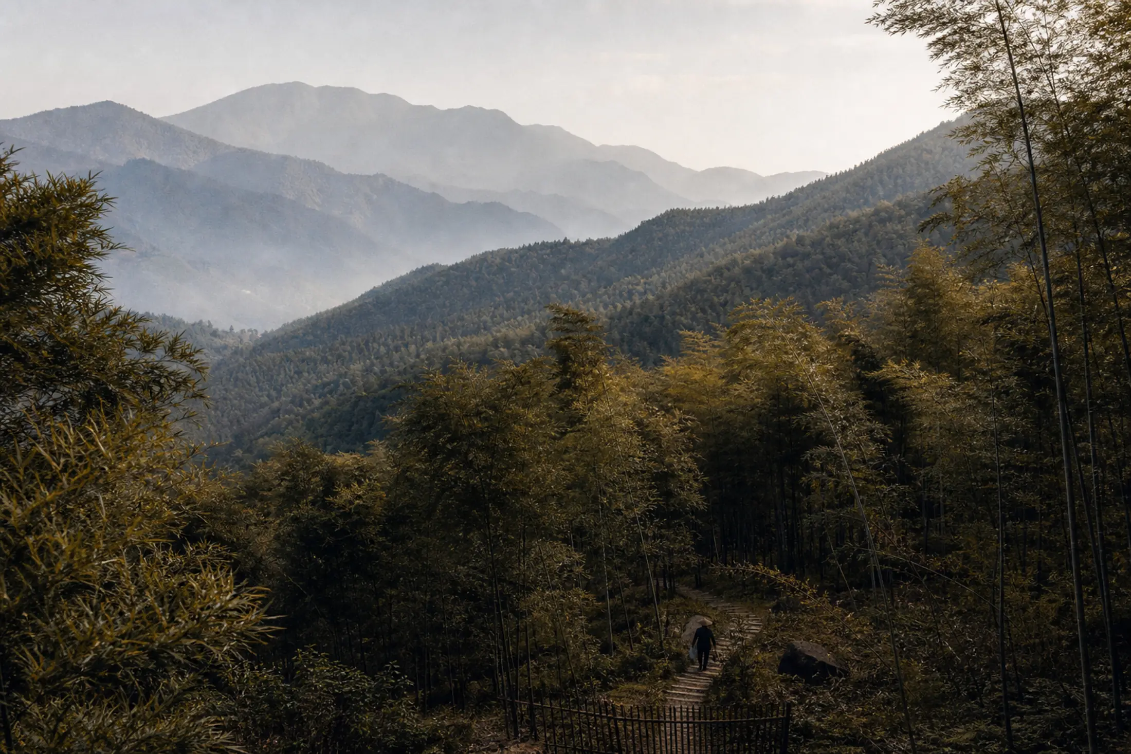 Bamboo landscape in Sichuan