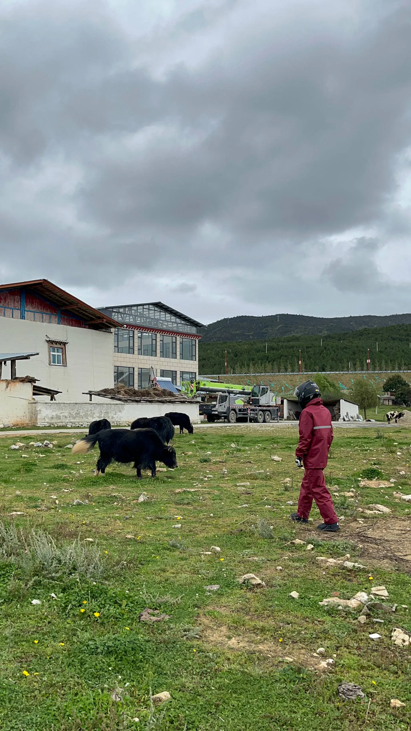Motorcycle tour participant walking beside yaks in Yunnan